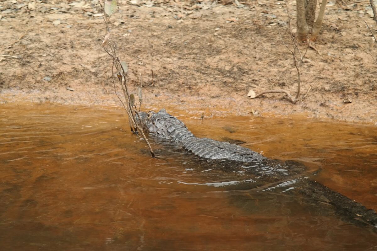 Pantanal Kaiman