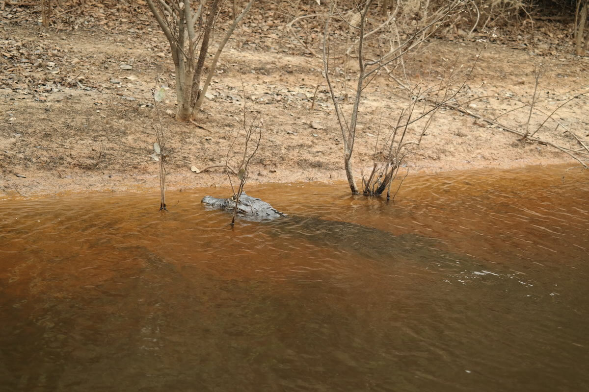 Pantanal Kaiman