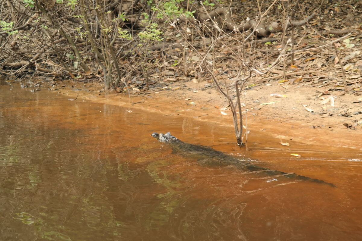 Pantanal Kaiman