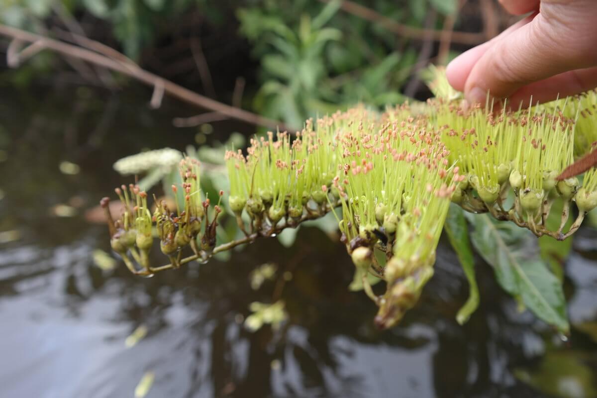 Pantanal