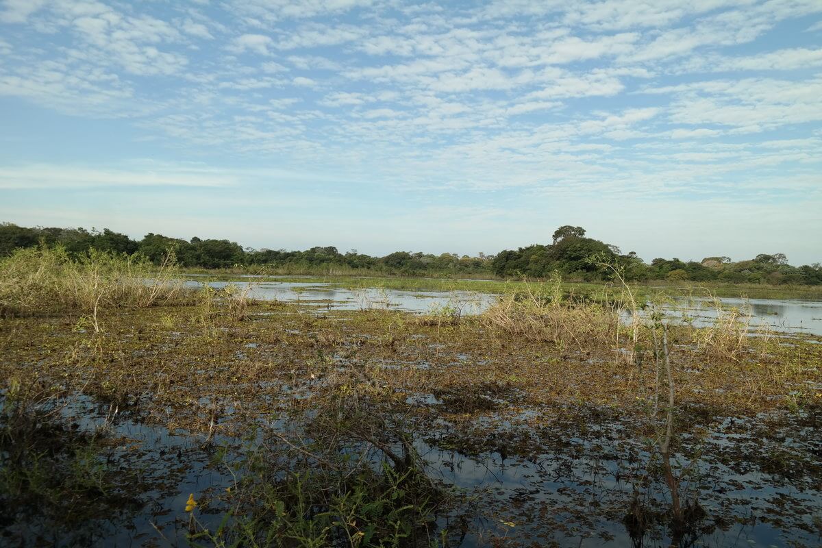 Pantanal