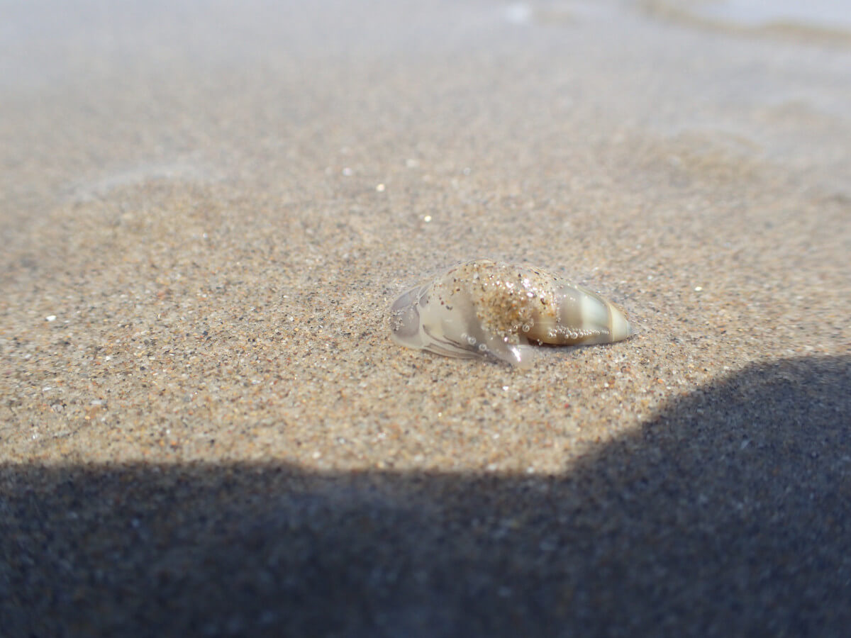 Wasserschnecke