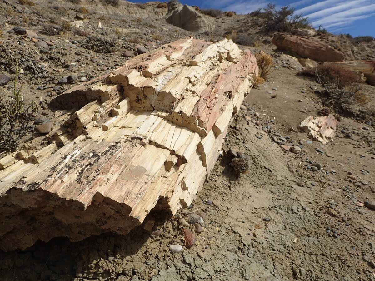 Bosque petrificado Sarmiento