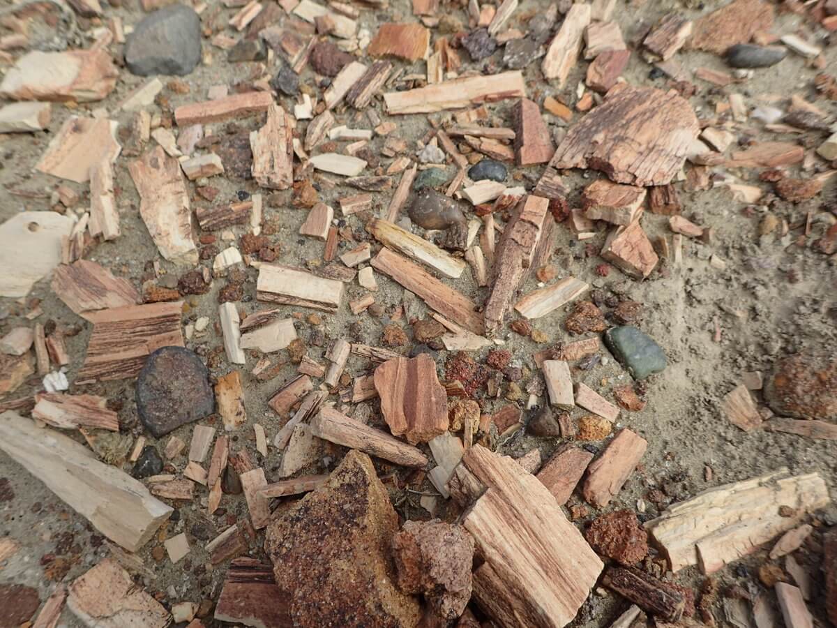 Bosque petrificado Sarmiento