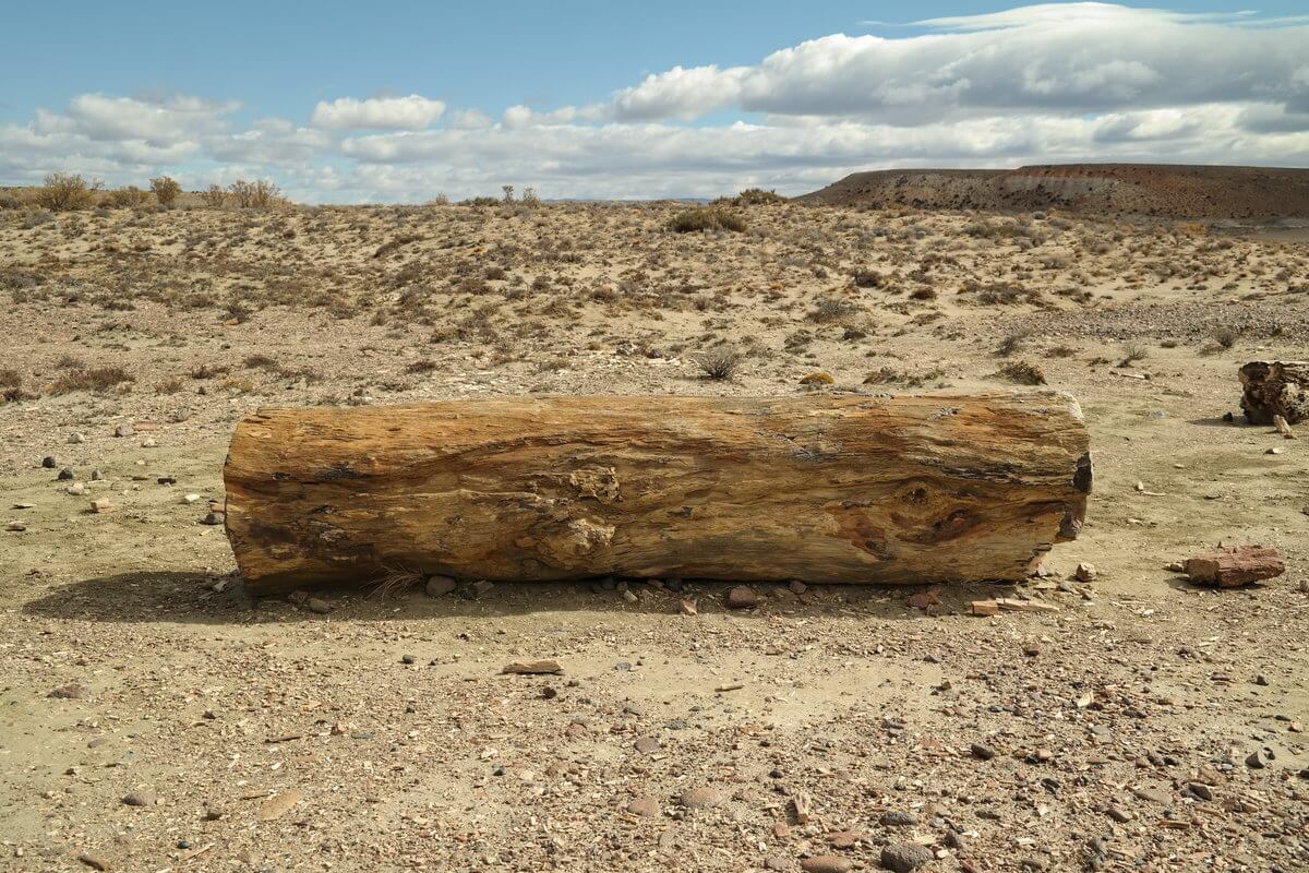 Bosque petrificado Sarmiento