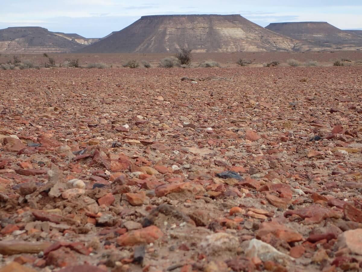 Monument National bosque petrificado