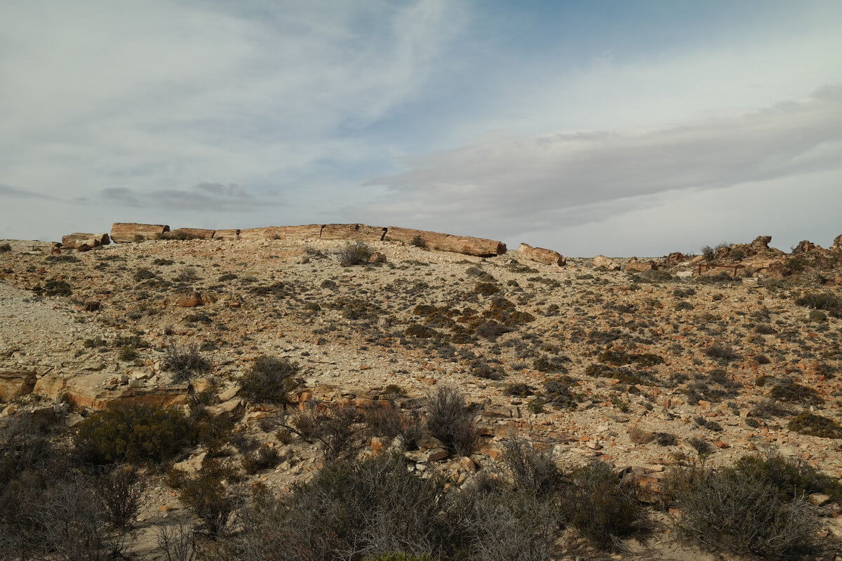 Monument National bosque petrificado