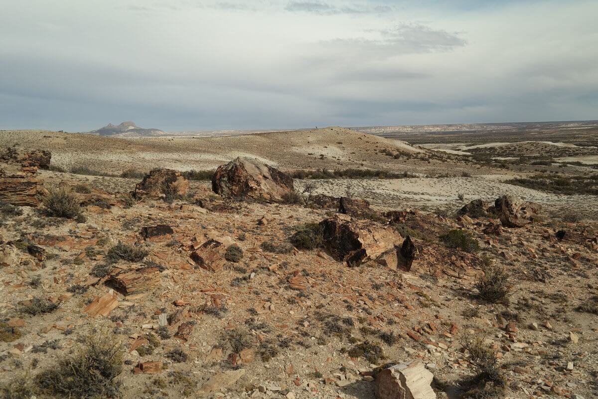 Monument National bosque petrificado