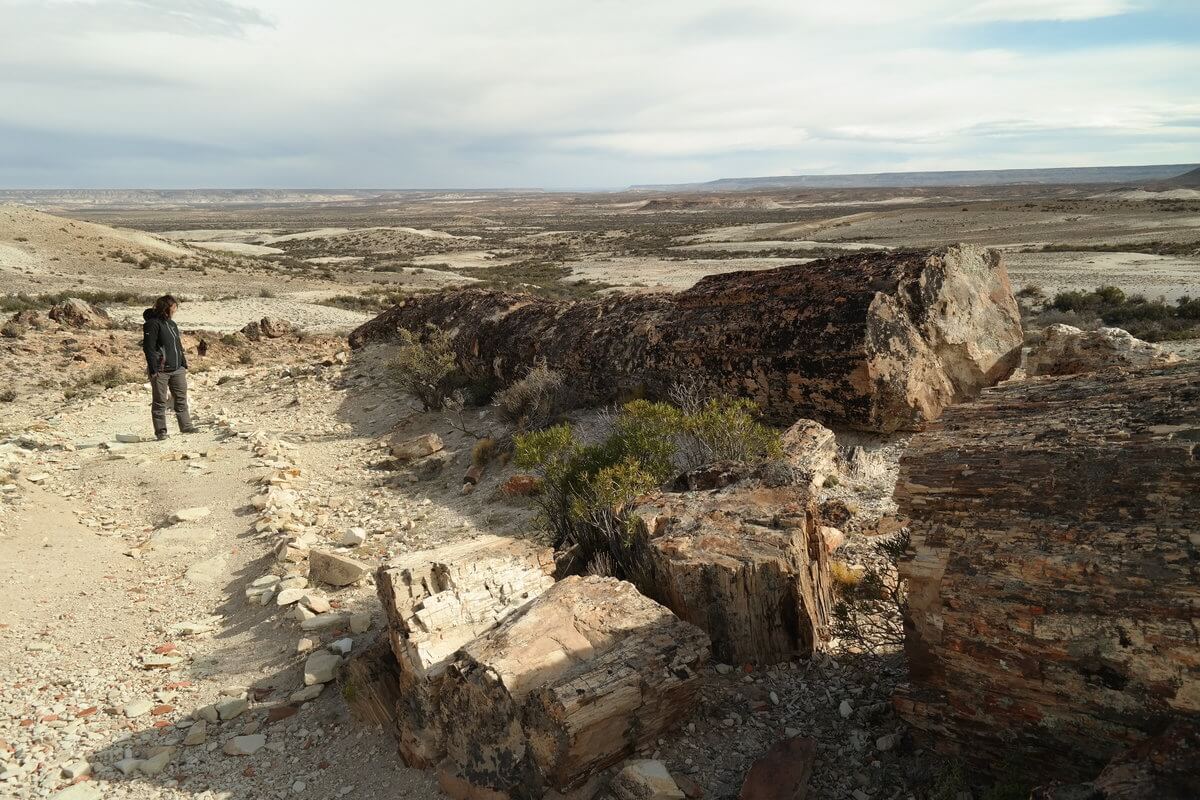 Monument National bosque petrificado