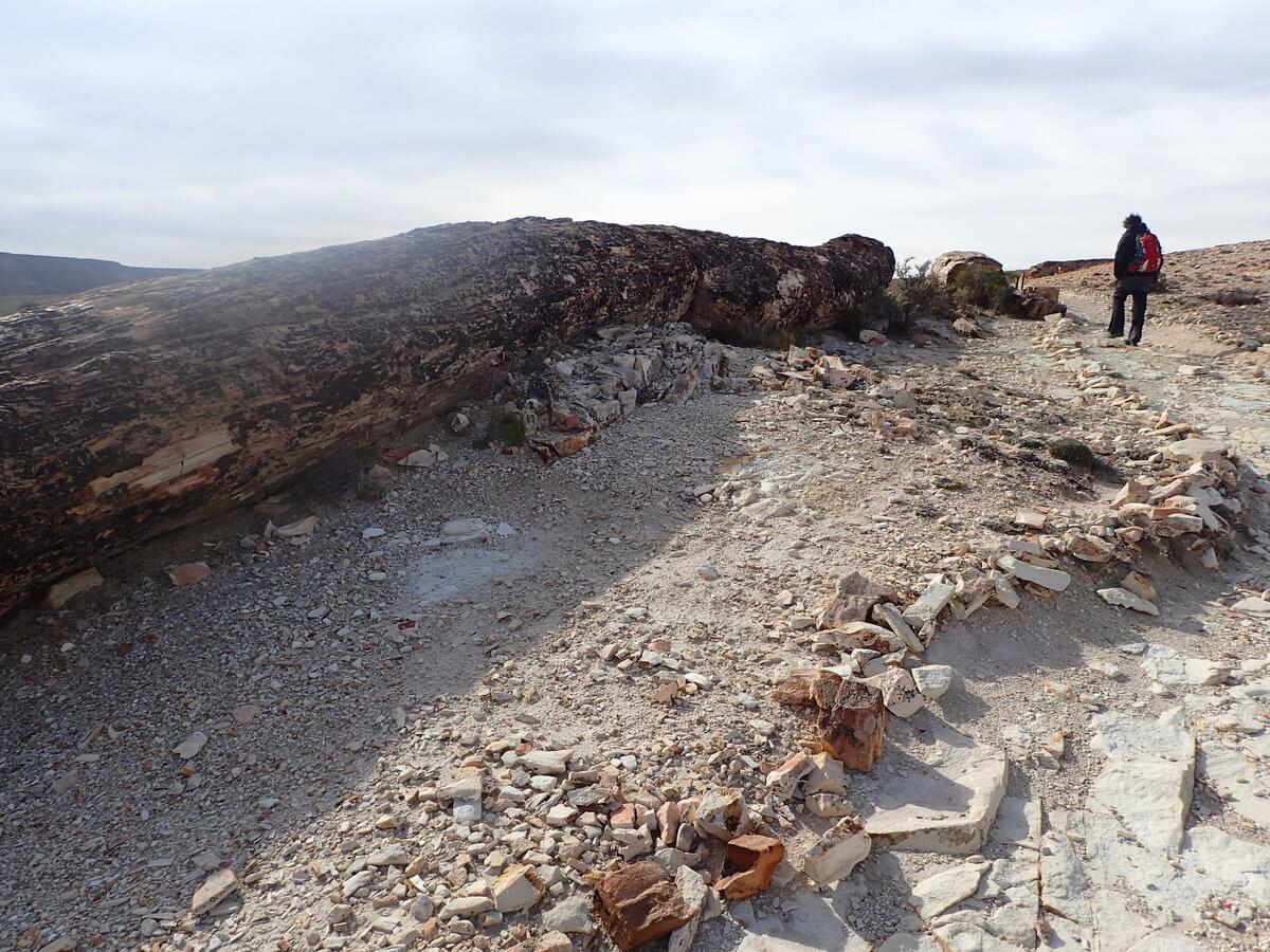 Monument National bosque petrificado