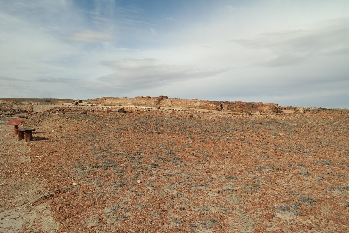 Monument National bosque petrificado