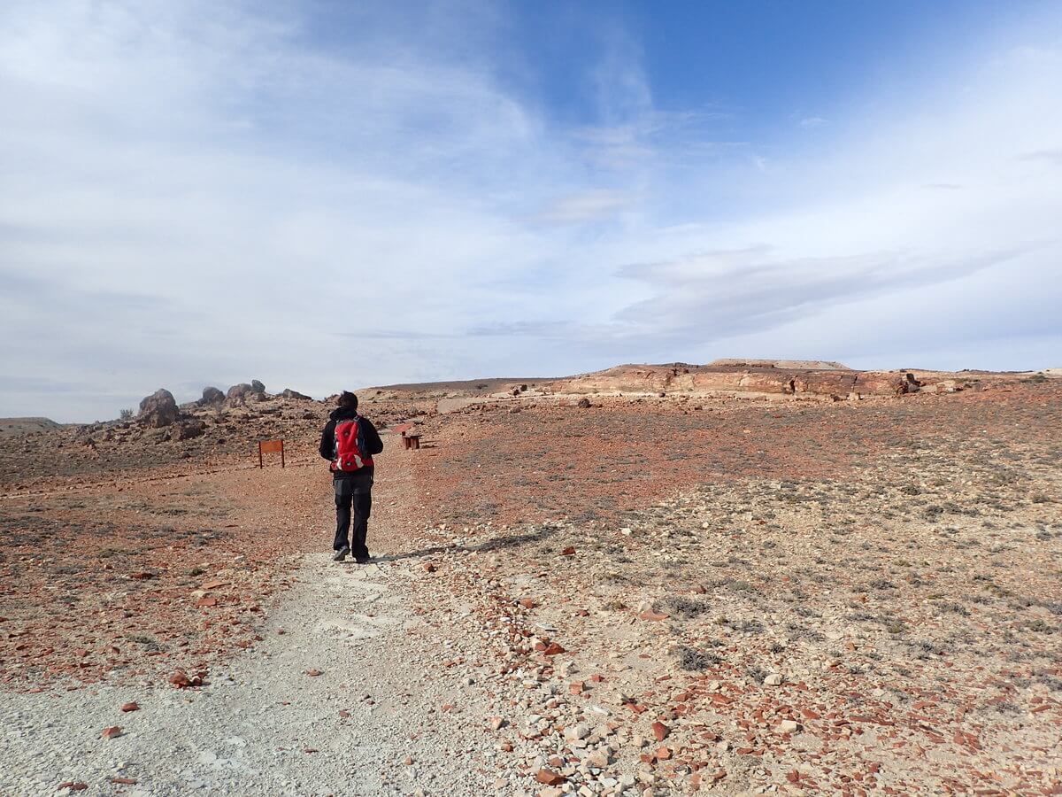 Monument National bosque petrificado