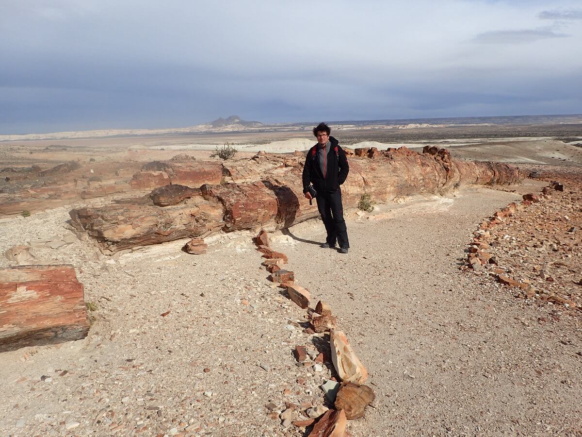 Monument National bosque petrificado