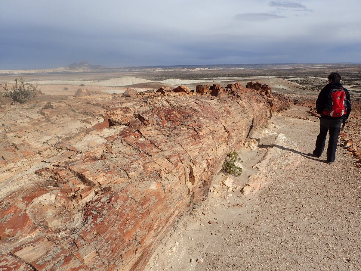 Monument National bosque petrificado