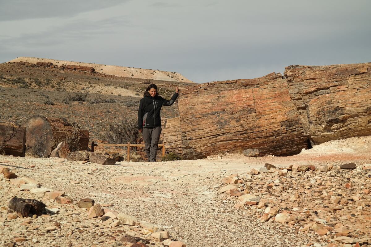 Monument National bosque petrificado