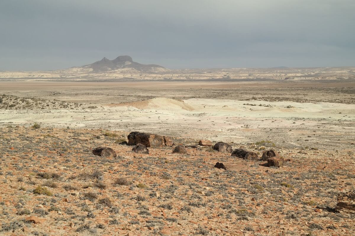 Monument National bosque petrificado