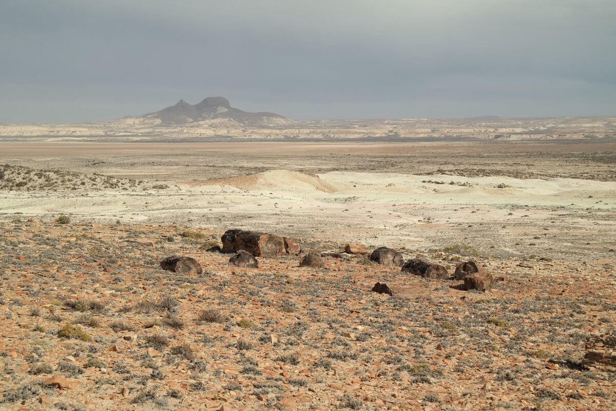 Monument National bosque petrificado