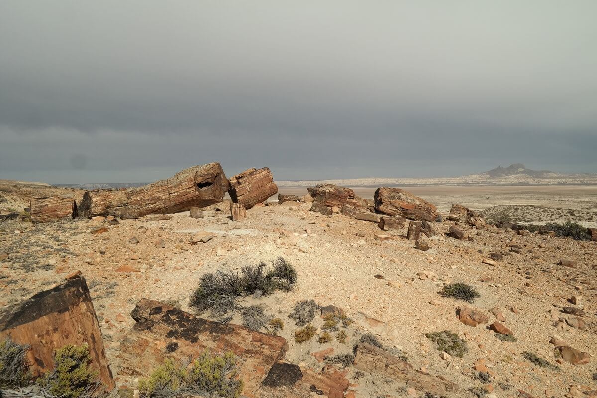 Monument National bosque petrificado