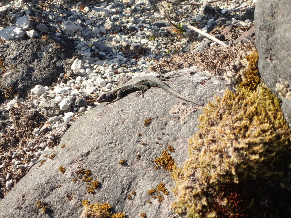 Sendero to Glacier