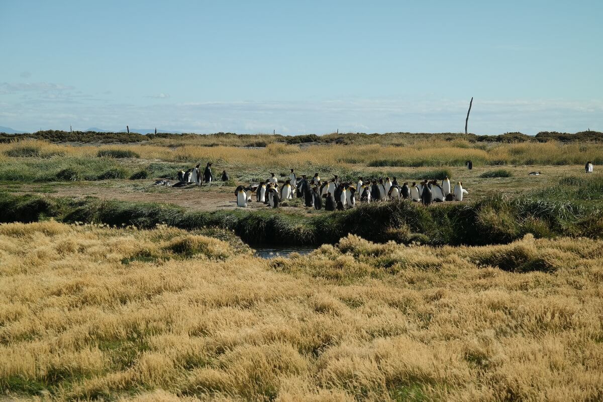 Pinguinario Rey