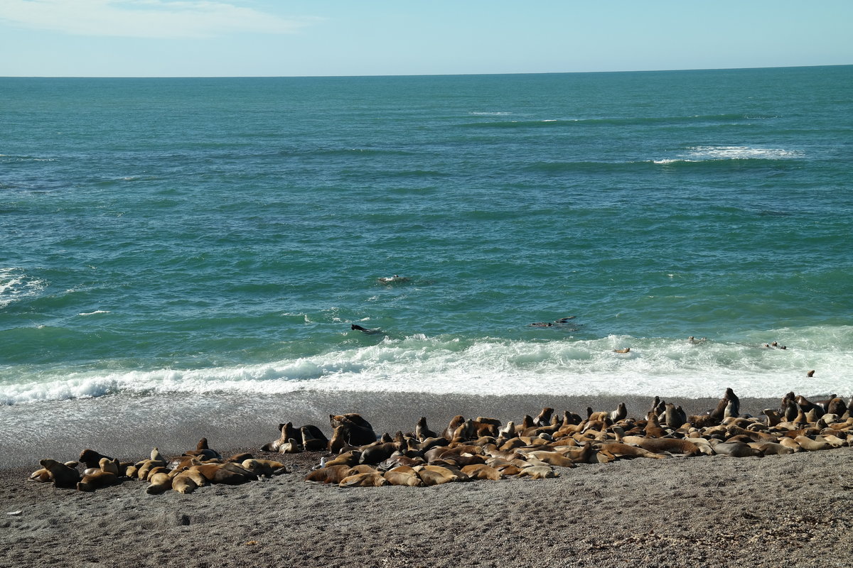 At Caleta Olivia beach