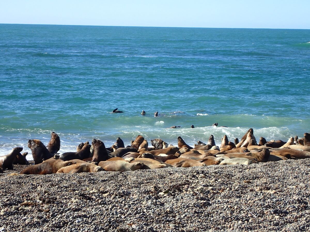 At Caleta Olivia beach