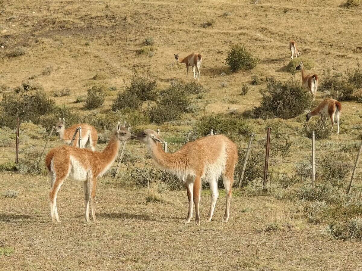 Guanacos kurz vor dem Park