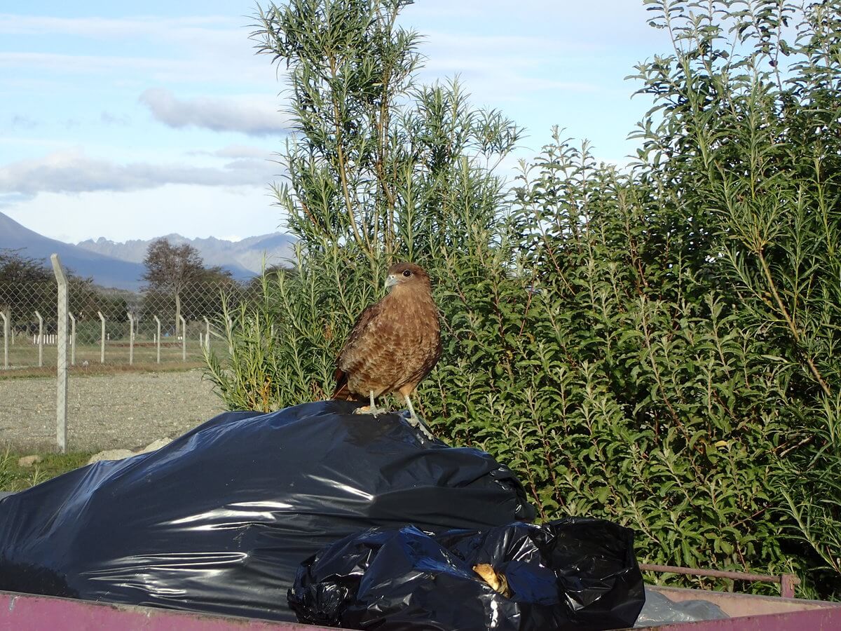 Bird of prey bei der Futtersuche nahe Ushuaia