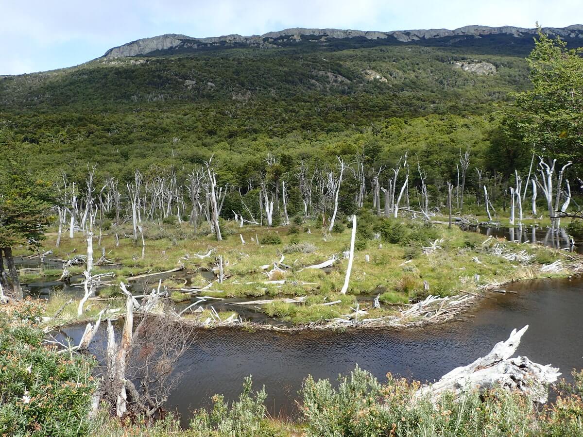 Tierra del Fuego Nationalpark- Biberdamm