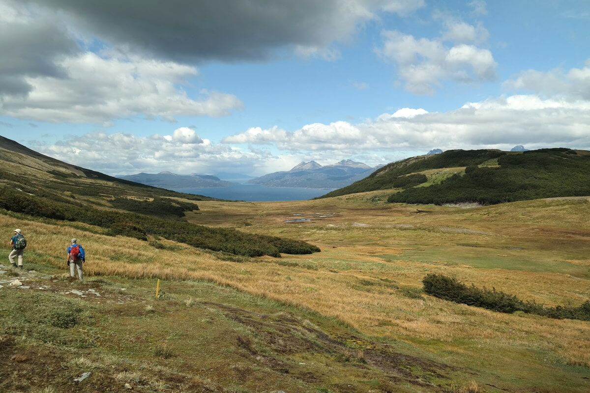 Tierra del Fuego Nationalpark Blümchen