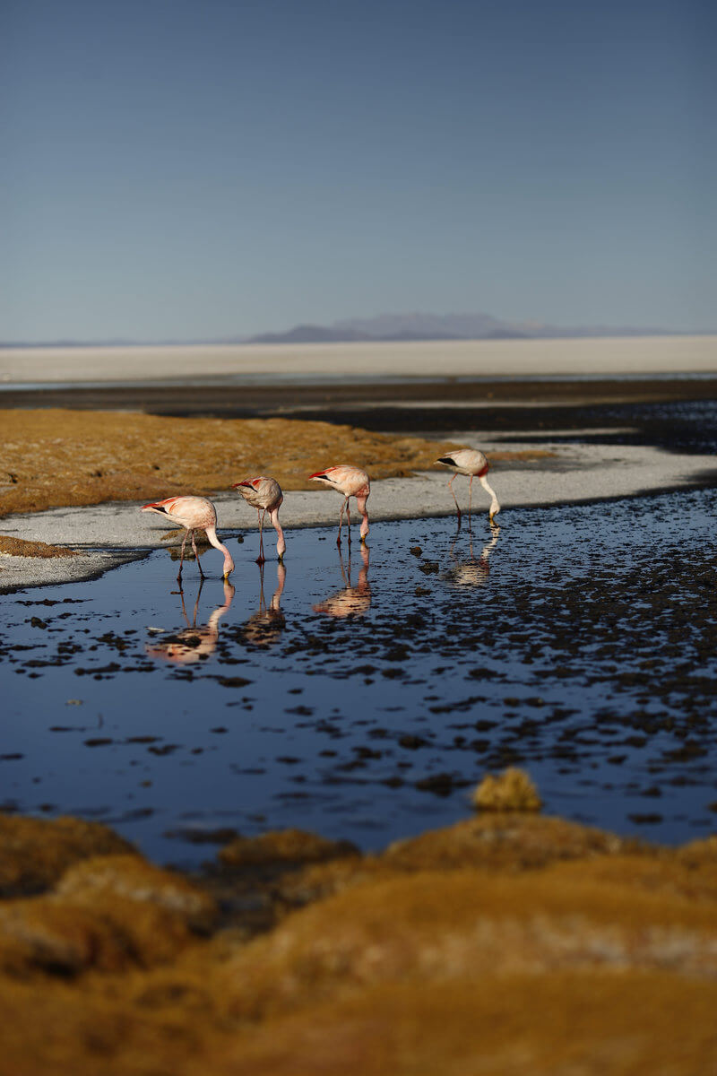 Uyuni