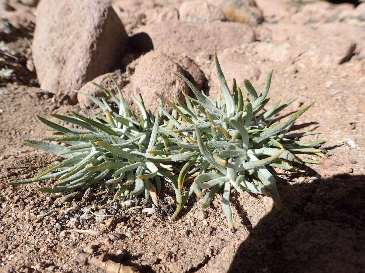 Uyuni