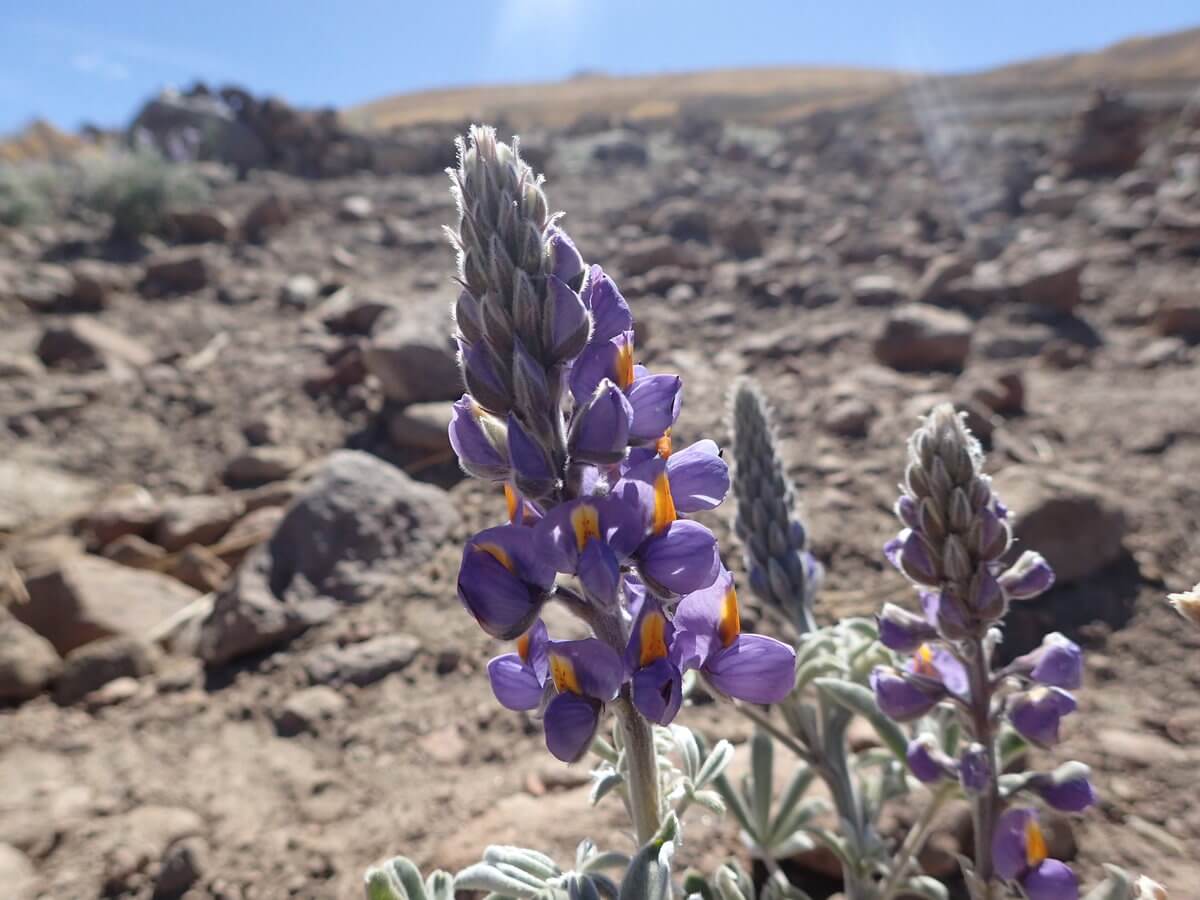 Uyuni