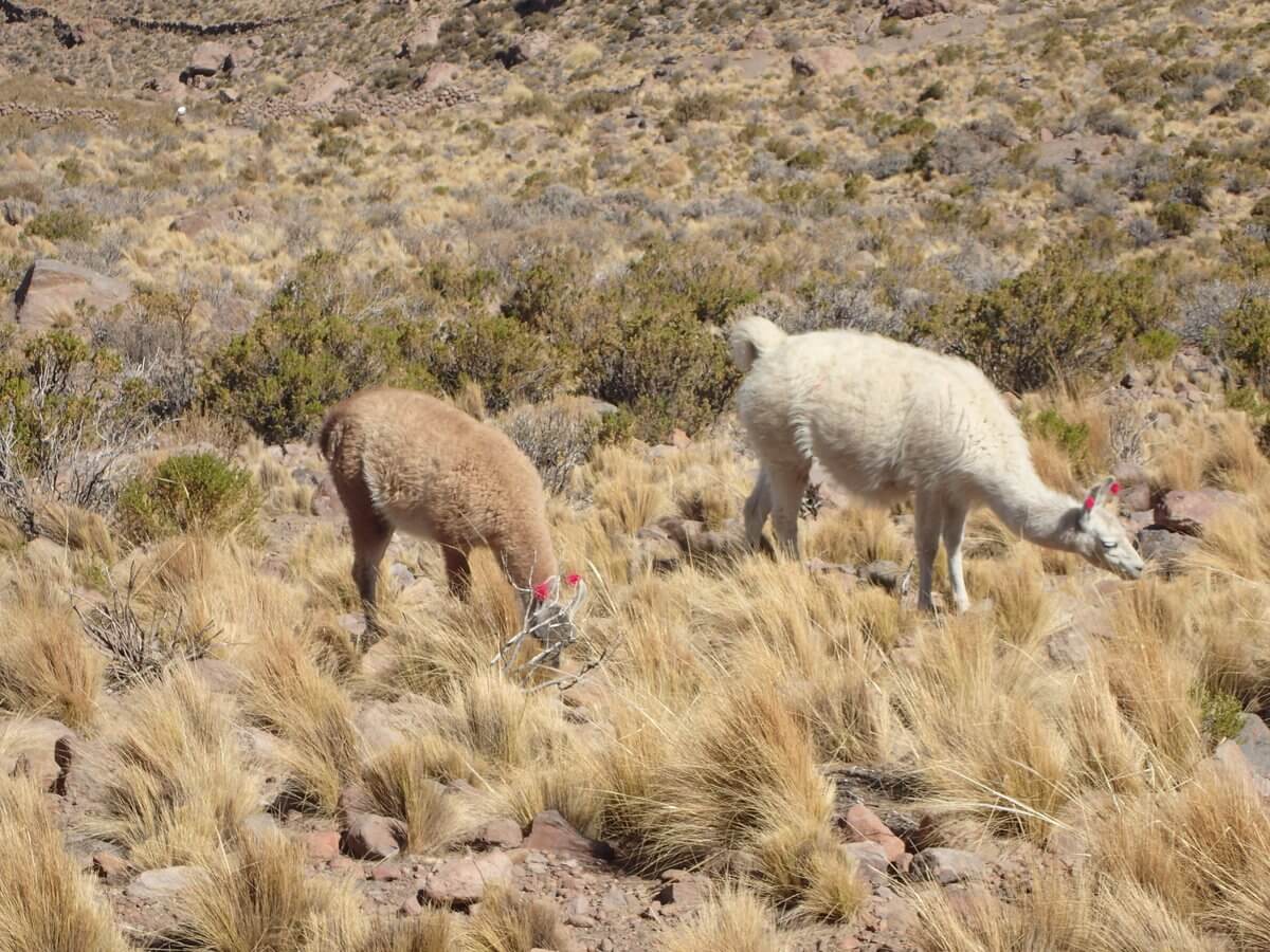 Uyuni