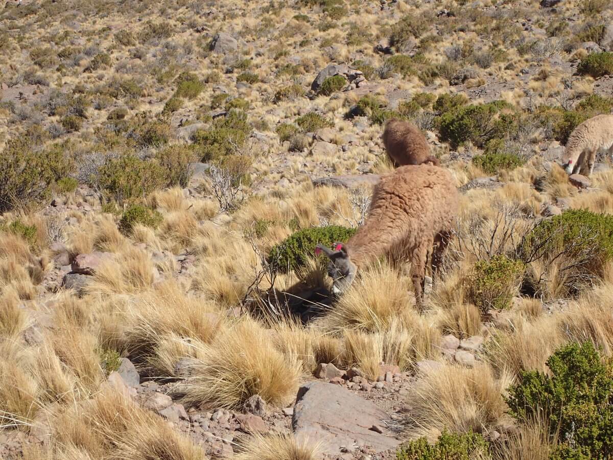 Uyuni