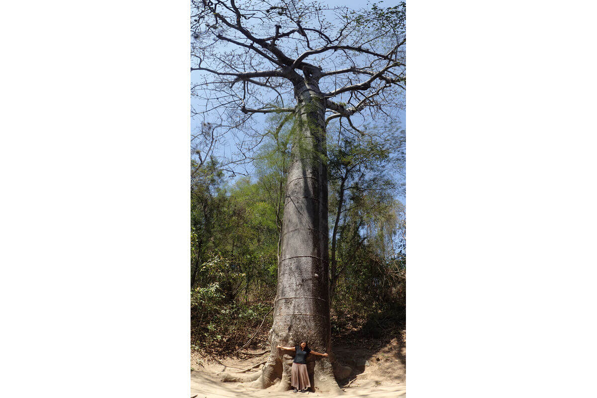 Bosque petrificado Puyango