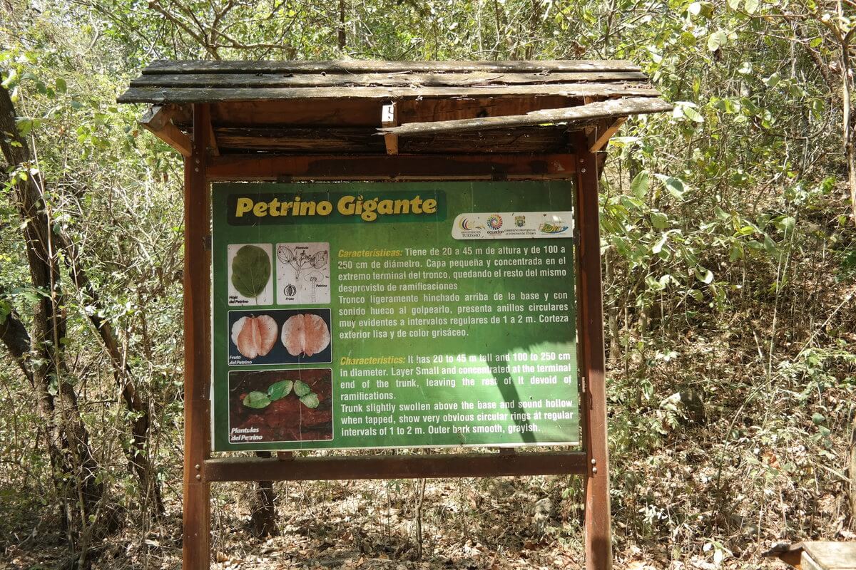 Bosque petrificado Puyango