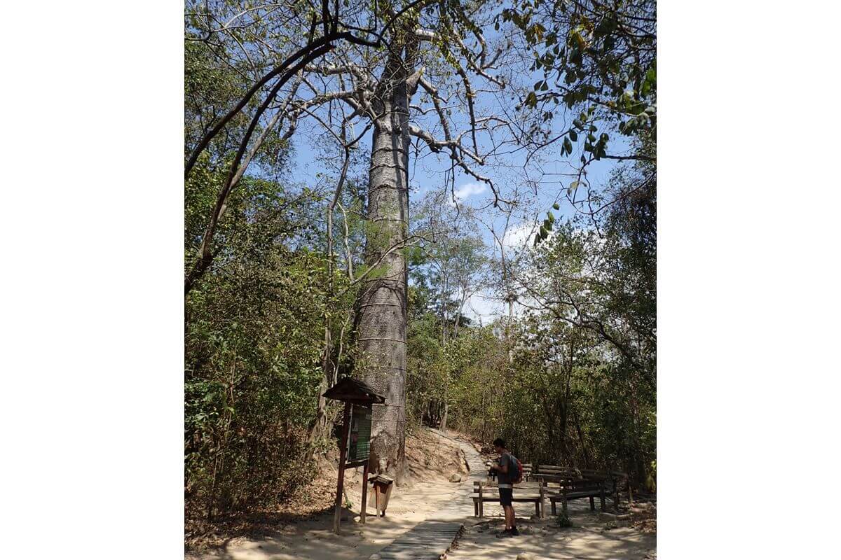 Bosque petrificado Puyango