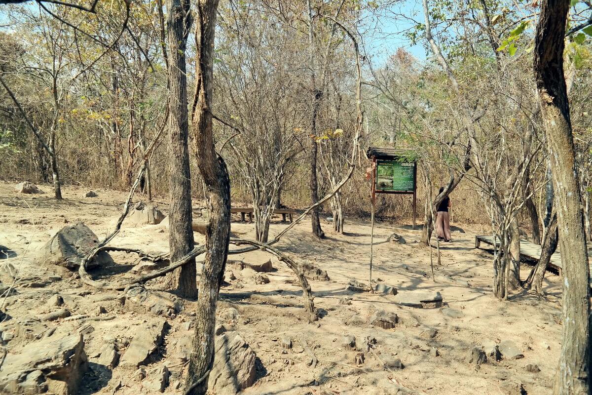 Bosque petrificado Puyango