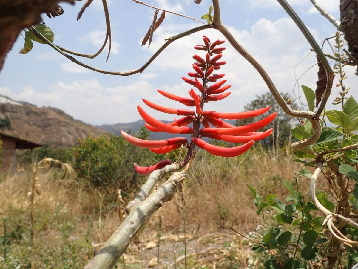 Vilcabamba