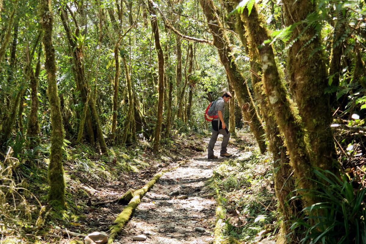 Podocarpus Nationalpark