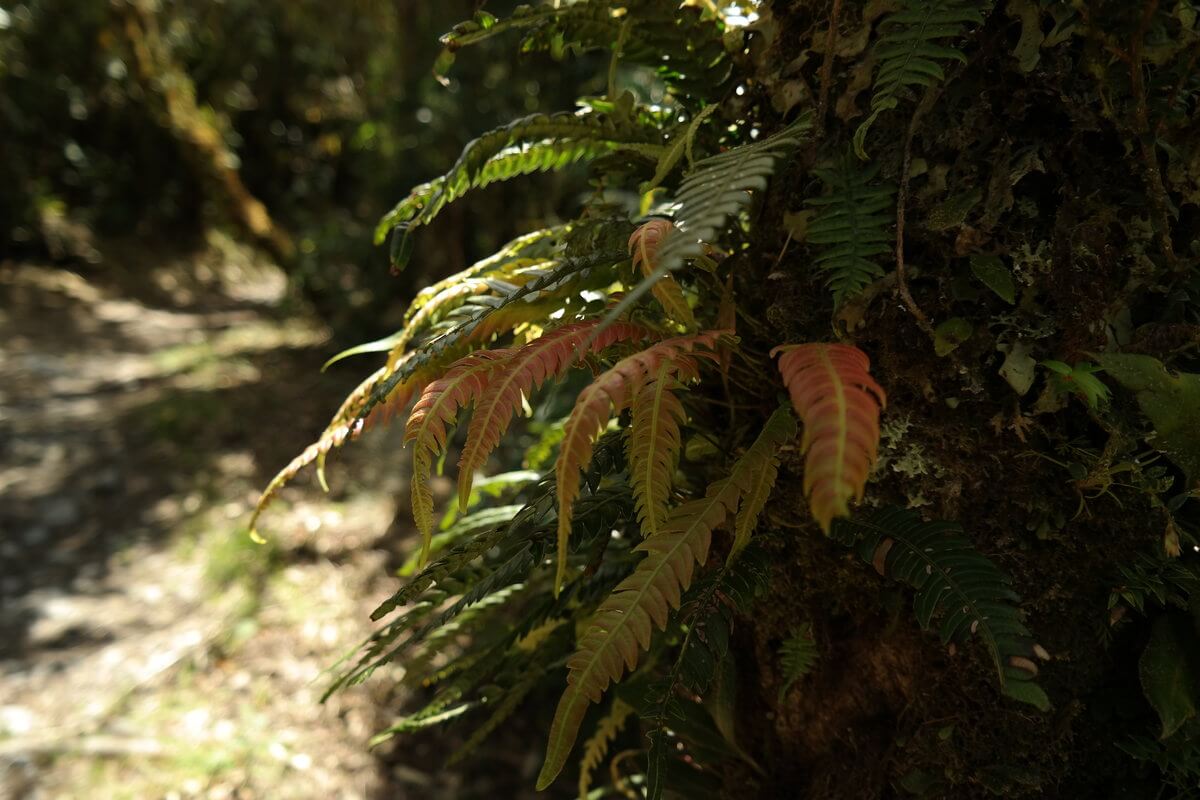 Podocarpus Nationalpark