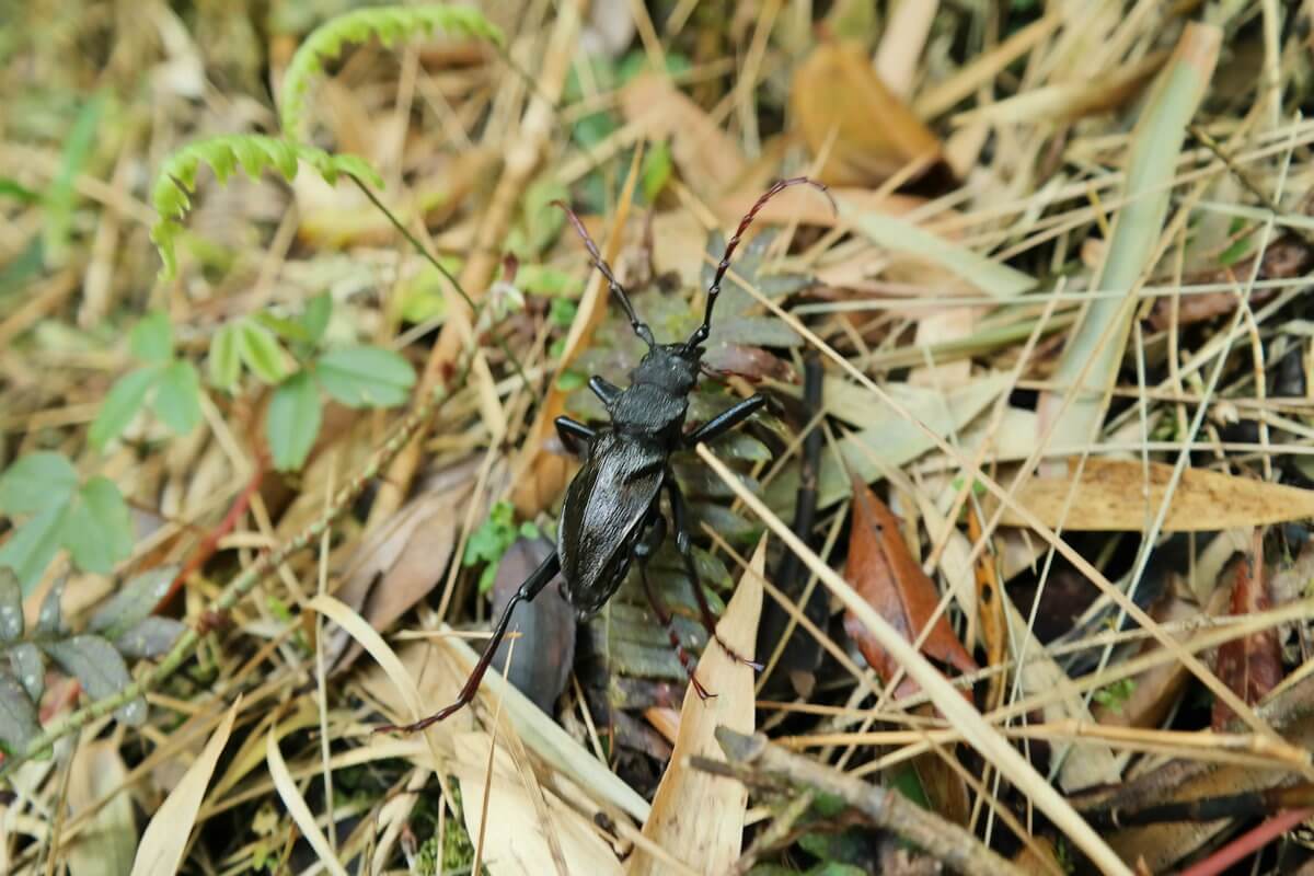 Podocarpus Nationalpark