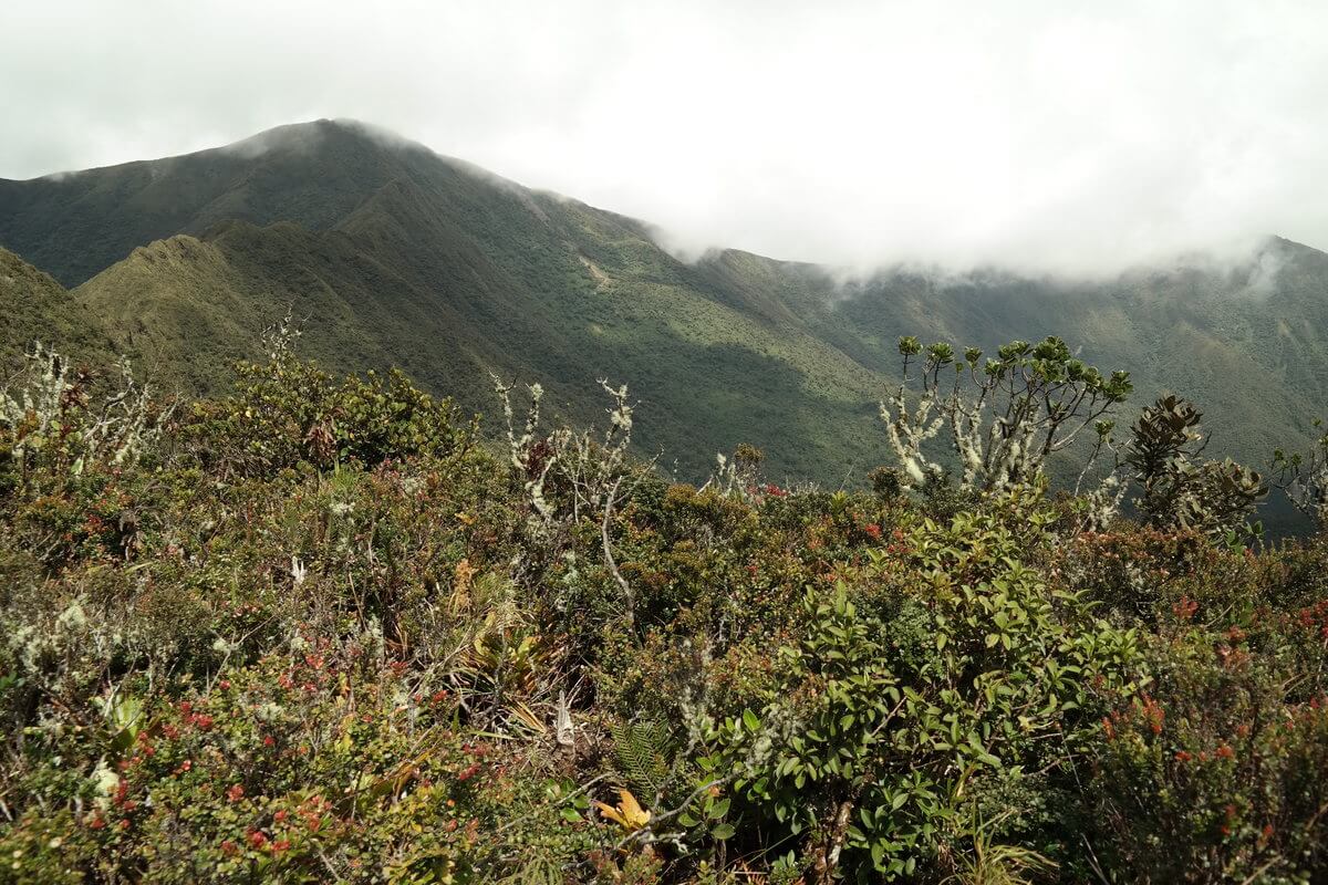 Podocarpus Nationalpark