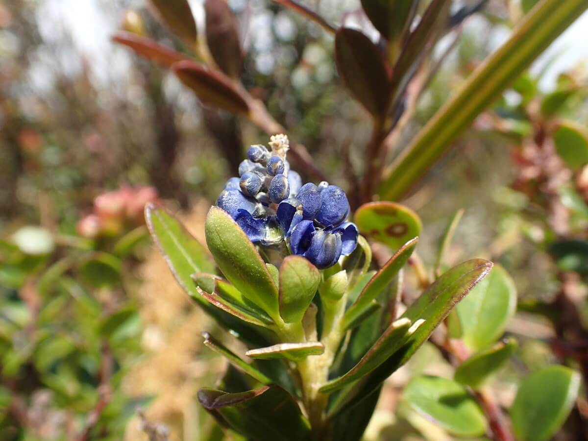 Podocarpus Nationalpark