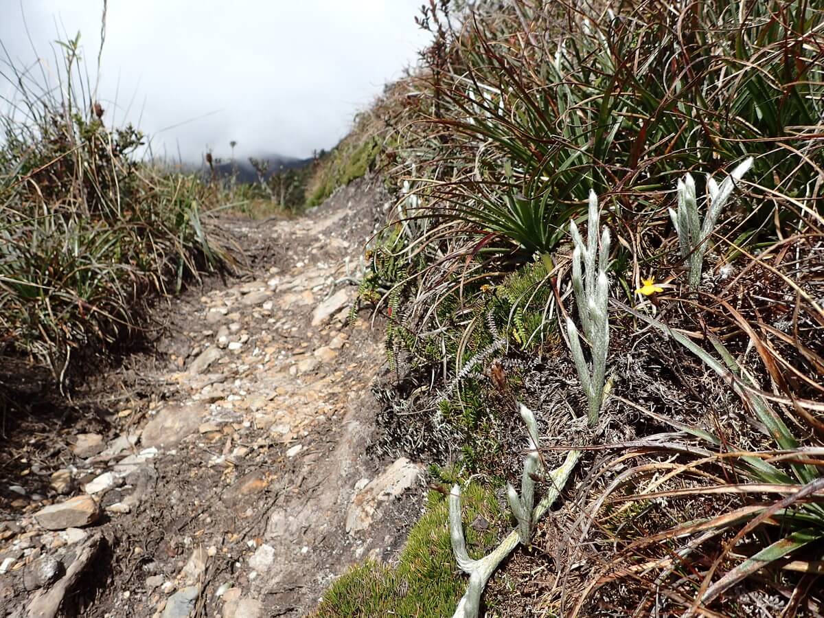 Podocarpus Nationalpark