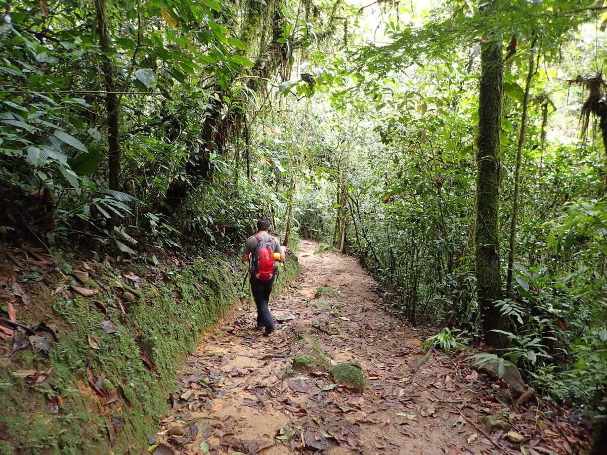 Podocarpus Nationalpark