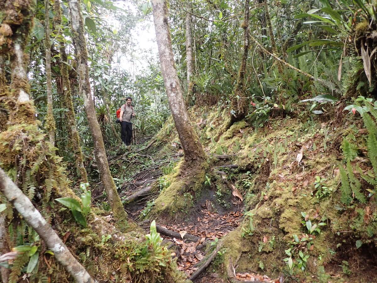 Podocarpus Nationalpark