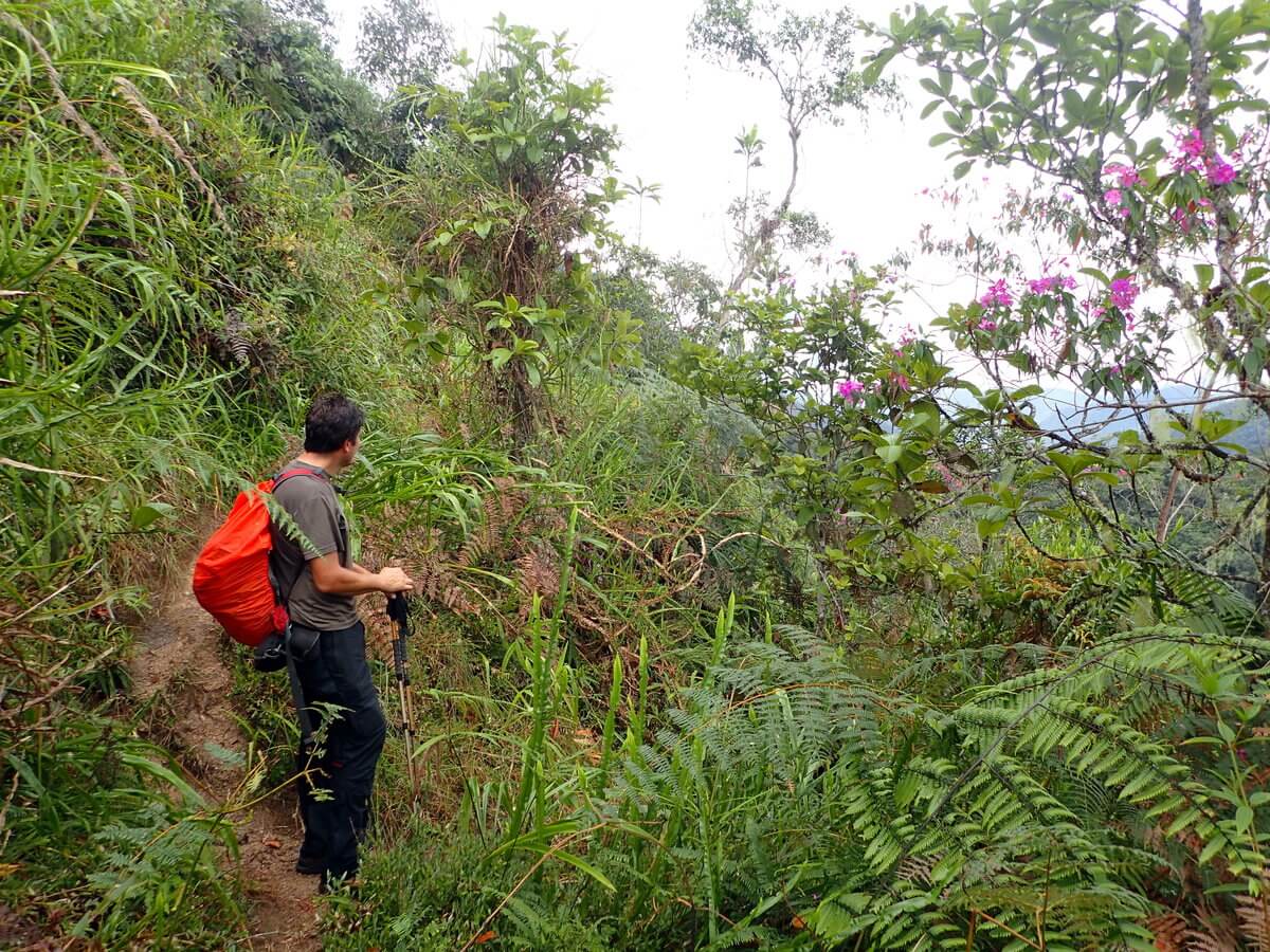 Podocarpus Nationalpark